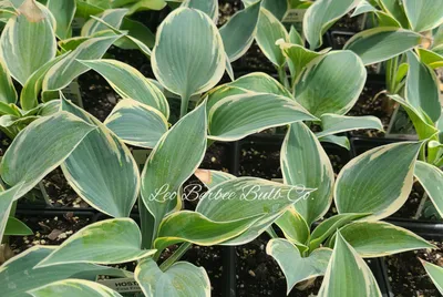 Hosta 'First Frost' | 27.05.2019 | Villu Lükk | Flickr
