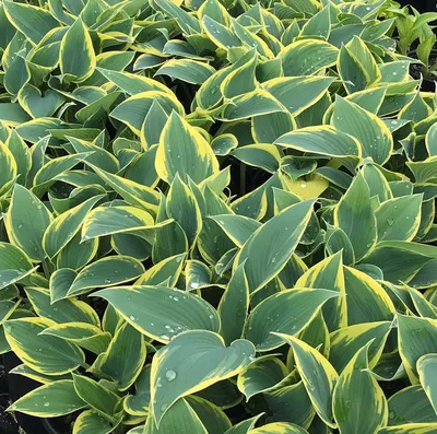 Саженец хосты 'Фест Фрост'/Hosta 'First Frost' С2 — цена в Энгельсе, купить  в интернет-магазине, характеристики и отзывы, фото