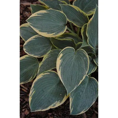 Hosta - First Frost - YouTube