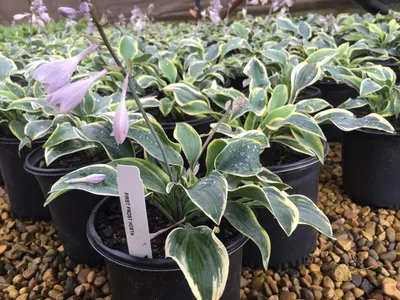 Hosta 'First Frost' Hosta - Pre-Order for 2024 from Leo Berbee Bulb Company