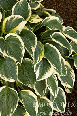 Hosta 'First Frost' – Loen Nursery, Inc.