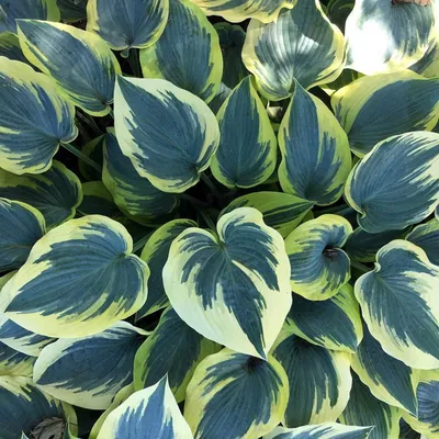 Hosta First Frost liners from Emerald Coast Growers