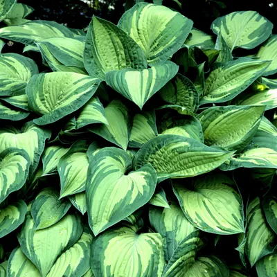 Hosta First Frost
