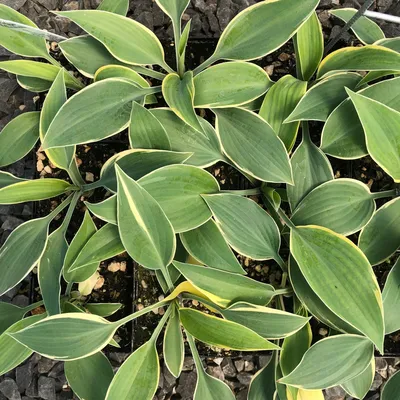 Hosta, Blue-Green Leaf 'First Frost'