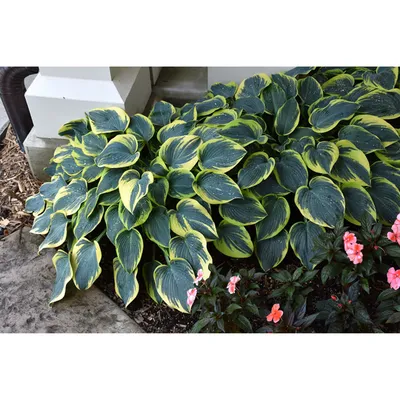 First Frost Hosta – Wilson Nurseries