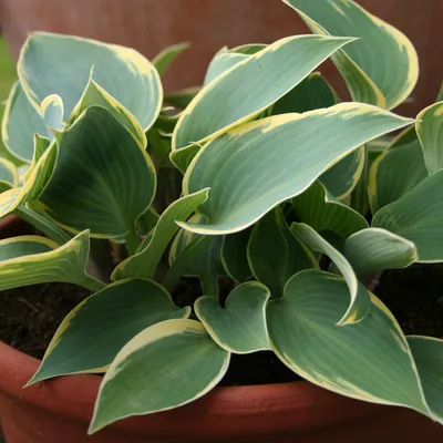 First Frost Hosta - Hosta 'First Frost' – ServeScape