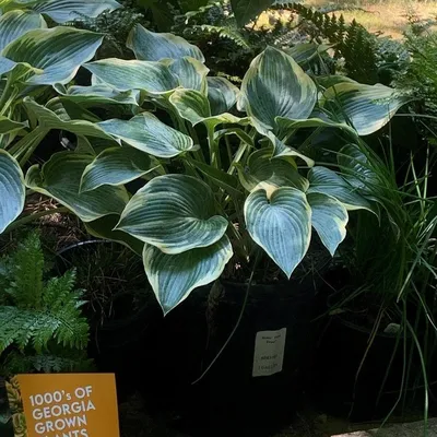 Hosta 'First Frost' Stock Photo - Alamy