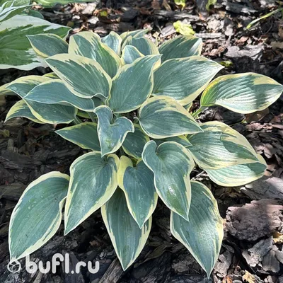 First Frost Hosta - Monrovia
