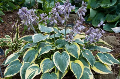 Hosta 'First Frost' - Midwest Groundcovers, LLC