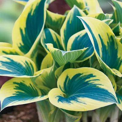 Hosta First Frost