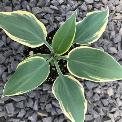 Hosta 'First Frost' ~ First Frost Hosta – Dunwoody Ace Hardware