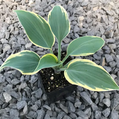 Hosta 'First Frost' | Kennedy's Country Gardens | Garden Center | Scituate,  MA