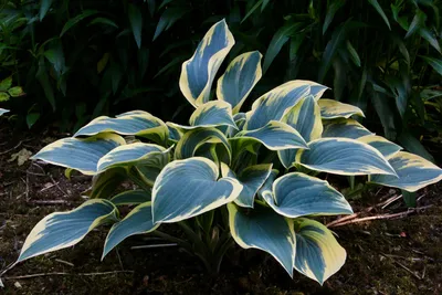 Elegant Blue-Green Hosta Bulbs For Sale Online | First Frost – Easy To Grow  Bulbs