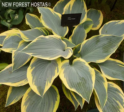 First Frost Hosta - Hosta 'First Frost' – ServeScape