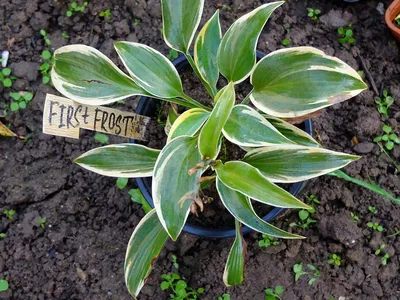 Хоста First Frost в интернет-магазине bufl.ru