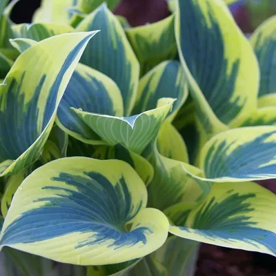 Hosta FIRST FROST - Perennial Plant Sale shipped from Grower to your door