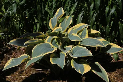 hosta `First Frost` | Eliseaed | E-Pood