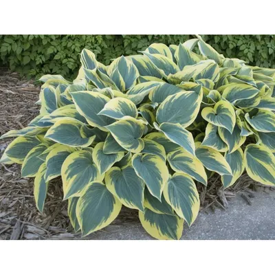 Hosta 'First Frost' - Plantain Lily (3.5\" Pot) | Little Prince To Go