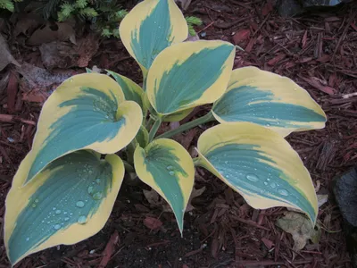Хоста Фёрст Фрост (Hosta First Frost) купить в blumgarden.ru
