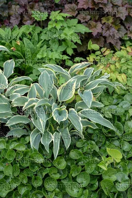 Hosta 'First Frost' - Plantain Lily (3.5\" Pot) | Little Prince To Go