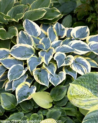 Hosta first Frost | Deciduous Flowering Shrub | Free UK Delivery