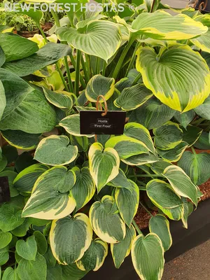 Hosta 'First Frost' (v) – Ballyrobert Gardens