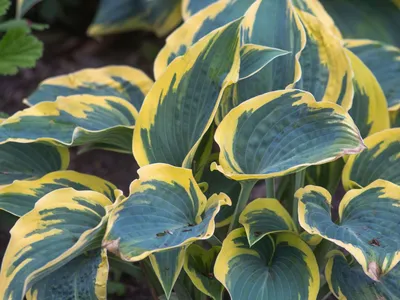 Хоста Фёрст Фрост (Hosta First Frost) купить в blumgarden.ru