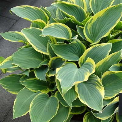Buy PlantainLily, Hosta First Frost affordable | Gardens4you.ie