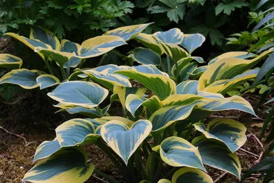 Hosta 'First Frost' (v) – Ballyrobert Gardens