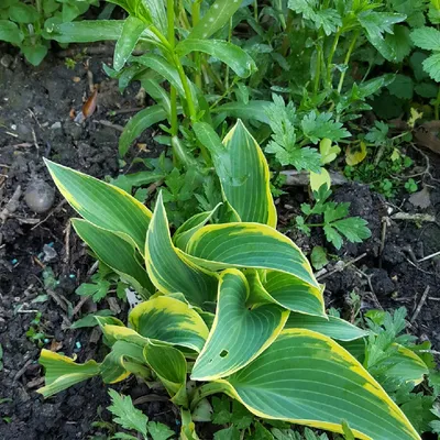 Hosta First Frost