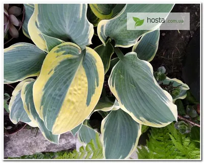 Bild Funkie (Hosta First Frost) - 607099 - Bilder von Pflanzen und Gärten -  botanikfoto