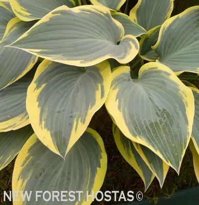 First Frost hosta, plantain lily - large package! - 10 pcs – Garden Seeds  Market | Free shipping