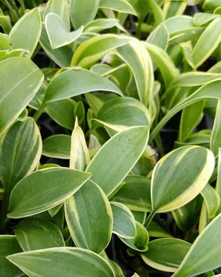 Hosta First Frost - Variété moyenne à feuille moyennes en forme de coeur  bleu vert marginé de jaune crème devenant vert foncé et blanc crème