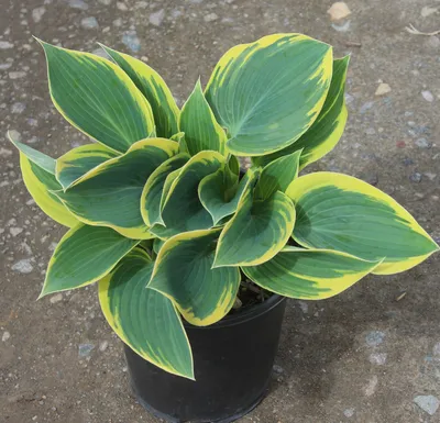 Hosta 'First Frost' (v) – Ballyrobert Gardens