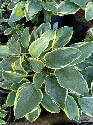 Hosta 'First Frost', Plantain Lily 'First Frost' in GardenTags plant  encyclopedia
