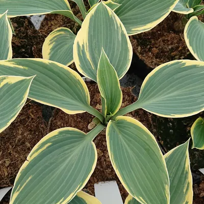 Hosta x 'First Frost' Hosta 'First Frost' from Plantworks Nursery