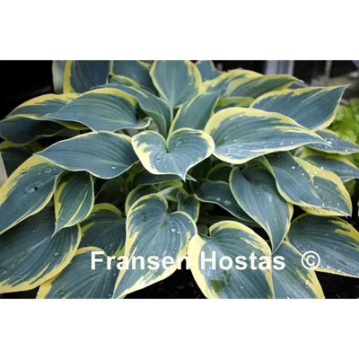 Hosta.com.ua. Хоста First Frost (Ферст Фрост), из частной коллекции хост в  Украине