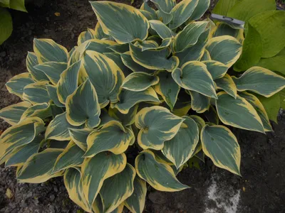 Hosta 'First Frost' – Loen Nursery, Inc.