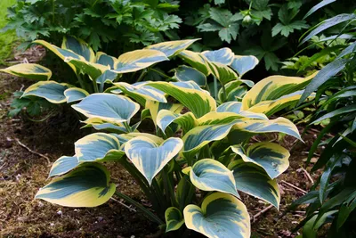 Hosta first frost hi-res stock photography and images - Alamy