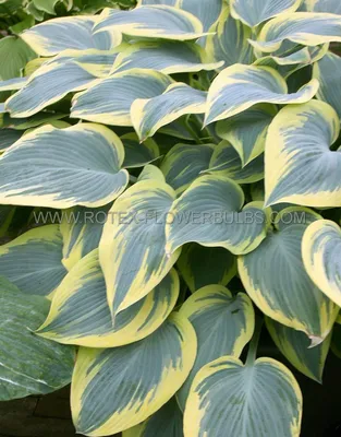 Hosta 'First Frost' (Funkia) - Lundagers Gartneri