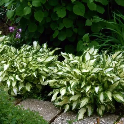 Хоста волнистая 'Медиовариегата' (Hosta undulata 'Mediovariegata') -  Питомник и Садовый центр Русские Деревья