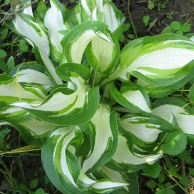 Хоста волнистая 'Медиовариегата' (Hosta undulata 'Mediovariegata') -  Питомник и Садовый центр Русские Деревья