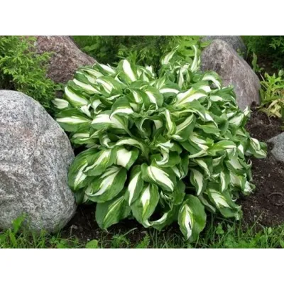 Хоста волнистая 'Медиовариегата' (Hosta undulata 'Mediovariegata') -  Питомник и Садовый центр Русские Деревья