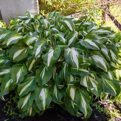 Хоста Ундулата МедиоВариегата (Undulata Mediovariegata) купить в  Нур-Султане, доставка почтой по Казахстану, недорого в интернет-магазине,  цены