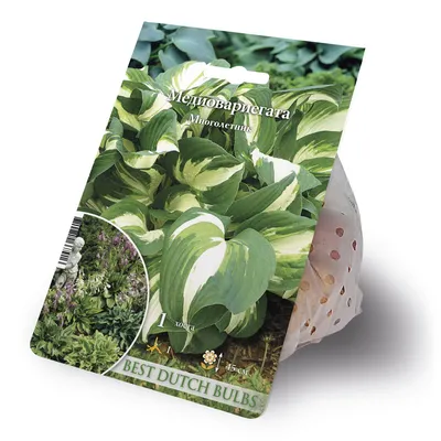 Хоста волнистая \"Медиовариегата\" (Hosta undulata \"Mediovariegata\")  Контейнер: 1 л. Цена: 160 руб. | Perennials, Plants, Hostas