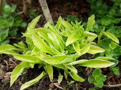 Хоста волнистая Медиовариегата (Hosta Undulata Mediovariegata) купить с  доставкой по Беларуси \"BuonRoza \"