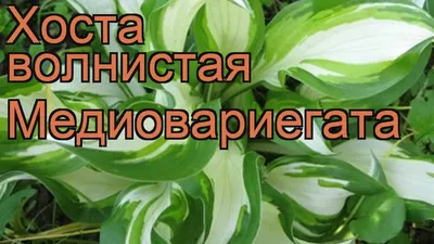 Хоста Mediovariegata в интернет-магазине в Москве | Каталог хосты