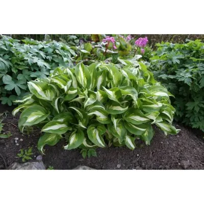 Хоста волнистая Медиовариегата (Hosta Undulata Mediovariegata) купить с  доставкой по Беларуси \"BuonRoza \"