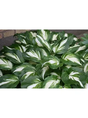 Хоста волнистая (Hosta undulata `Mediovariegata`) - Бордюры - По областям  применения - Каталог - LESKOVO-PITOMNIK.ru