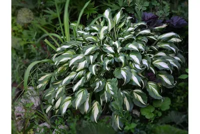 Хоста волнистая 'Медиовариегата' (Hosta undulata 'Mediovariegata') -  Питомник и Садовый центр Русские Деревья